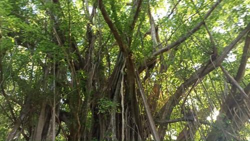 a banyan tree with its roots at Tiki House in Bora Bora