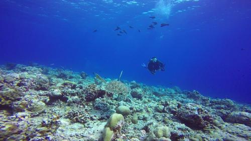 a person is swimming over a coral reef at Sky Beach Maldives - Dhiffushi in Dhiffushi