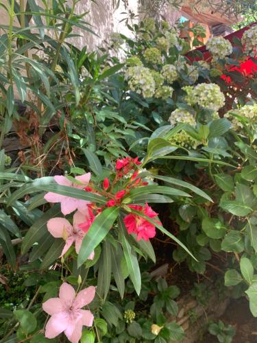 a garden with pink flowers and green plants at Ferienhaus, Rustico Auf Burg in Locarno