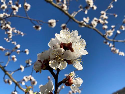 a close up of a white flower on a tree at Gästehaus Huber in Weissenkirchen in der Wachau
