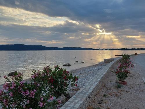 Blick auf einen Körper mit Blumen in der Unterkunft Pinea Sol in Brodarica