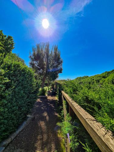 a path with a tree and the sun in the sky at Agriturismo le Fontane - Lago di Bolsena in Grotte di Castro