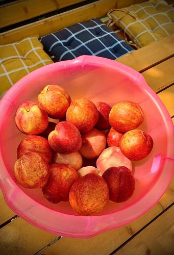 a pink bowl filled with red apples on a table at Ekas Rosengarten in Gori