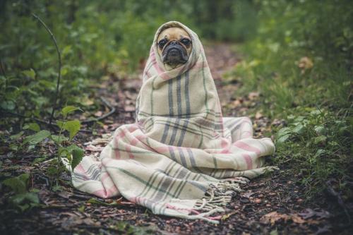 a pug dog wrapped in a blanket on a trail at Christophers Cottage in Bilpin