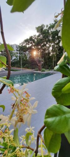 a view of a swimming pool with a tree at Luxury apartment Stefanija in Tivat