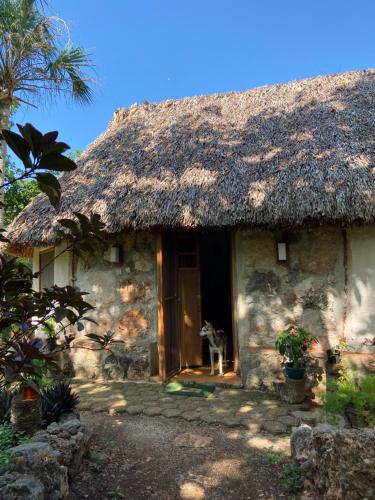 a dog standing in the doorway of a house at Encantadora Villa Maya tradicional en Rancho Agroecologico in Tzucaceb