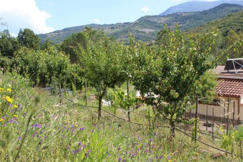 a row of apple trees in a field with mountains at Ecolodge Selvitelle - Escape the hectic and submerge in the nature of Cilento in Cicerale