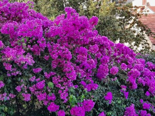 um ramo de flores roxas num jardim em Privatan smeštaj Igalo em Igalo