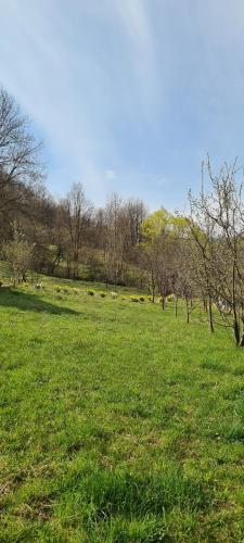 Gallery image of Cabana Bradului in Breaza