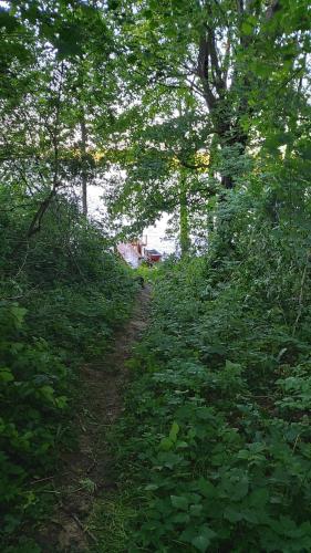 a dirt trail in the middle of a forest with trees at SORKWITY- Pensjonat - STARY GIELĄD in Sorkwity