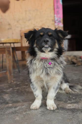 Núi Hoa Homestay – Photos 4