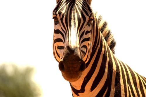 a close up of the face of a zebra at Karongwe - Kuname Safari Lodge in Hoedspruit