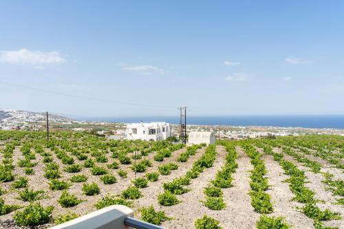 une rangée de plantes dans un champ avec l’océan à l’arrière-plan dans l'établissement Ampelos Executive Houses, à Pyrgos