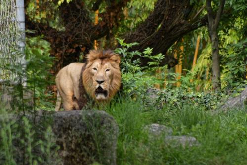 Loomad apartemendi aladel või selle läheduses