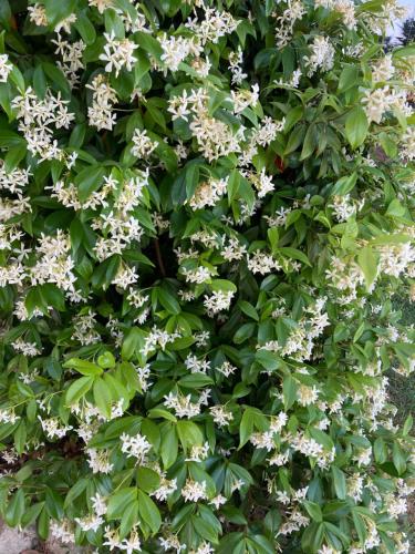 um arbusto de flores brancas com folhas verdes em Chambre d’hôtes Mamounet Haut em Madaillan