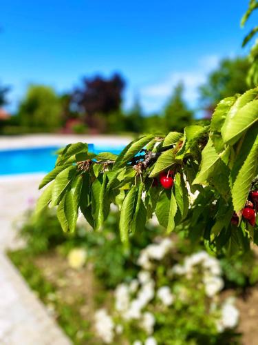 a branch of a tree with red berries on it at Skupljen Resort: Enjoy the Freedom! in Vladimirci
