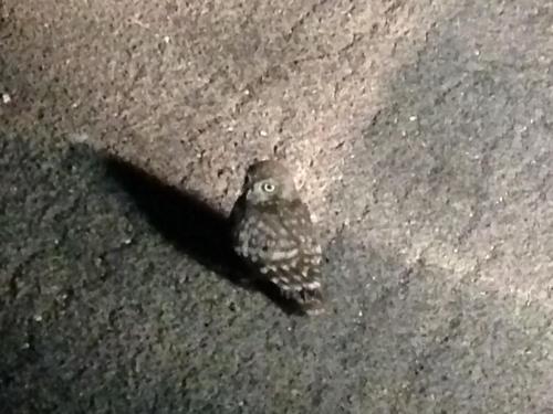 a small owl is sitting on the road at B&B Finestre Tra Gli Ulivi in Mesagne