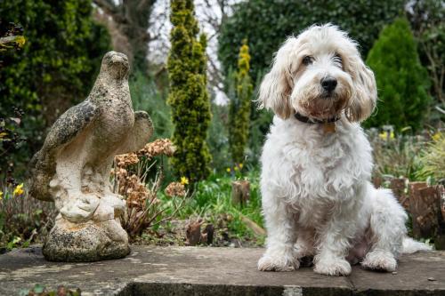 a white dog sitting next to a statue in a garden at Luttrell Arms in Dunster
