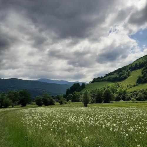 a field of white flowers in a grassy field at Apartment Prole in Šipovo