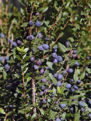 a bunch of blue berries on a plant at Sa Mola in Bonarcado
