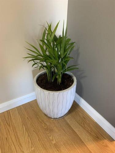 a plant in a white pot sitting on a wooden floor at Chris Cozy Condo Commonwealth #205 Edmonton in Edmonton