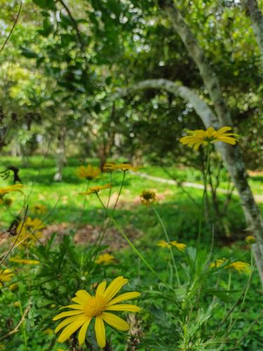 Jardín al aire libre en Hotel Ecoposada Viña de Aldana