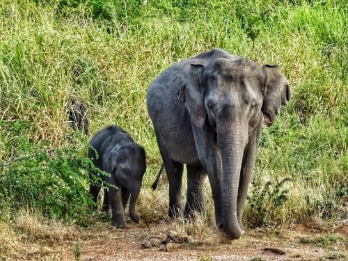 Animales en la casa de huéspedes o alrededores