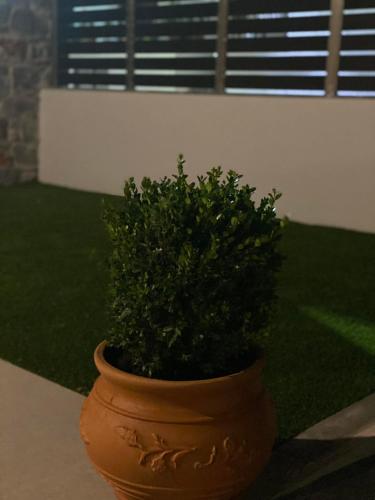 a plant in a pot sitting on the ground at Amarynthos Maisonettes in Amarinthos
