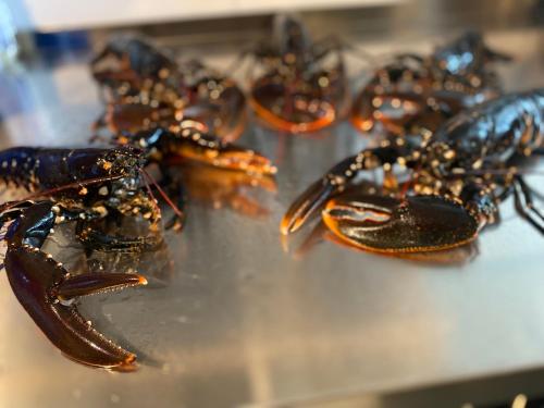 a group of lobsters sitting on a table at Villa Utsikten in Tofte