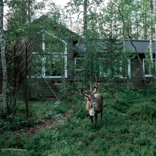 a deer with large horns standing in the grass at Foxfires Private Boutique Guesthouse in Levi