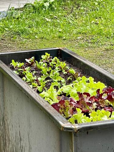 a raised garden plot with lettuce and other lettuces at Wasserfall Apartments Mellau in Mellau