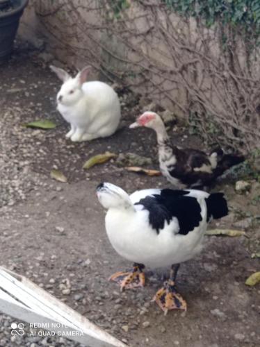 a white and black bird and a rabbit on the ground at Paraiso Hortensia Ecolodge in Santiago de los Caballeros