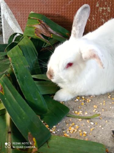 a white rabbit laying next to a plant at Paraiso Hortensia Ecolodge in Santiago de los Caballeros