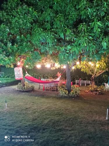 a hammock under a tree in a park at night at Paraiso Hortensia Ecolodge in Santiago de los Caballeros