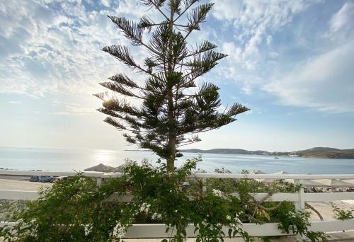a pine tree in front of the beach at Lyra Seafront Apartment , Paroikia Town Center in Parikia