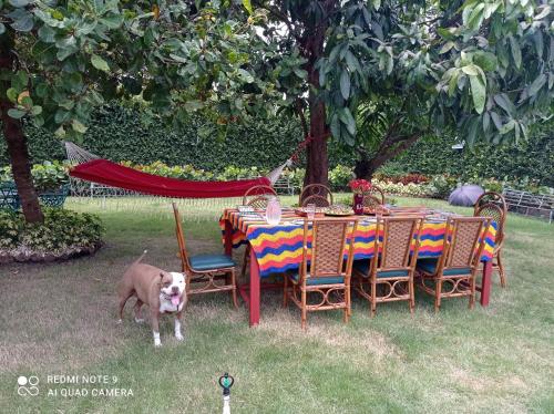 a dog standing next to a table and chairs at Paraiso Hortensia Ecolodge in Santiago de los Caballeros