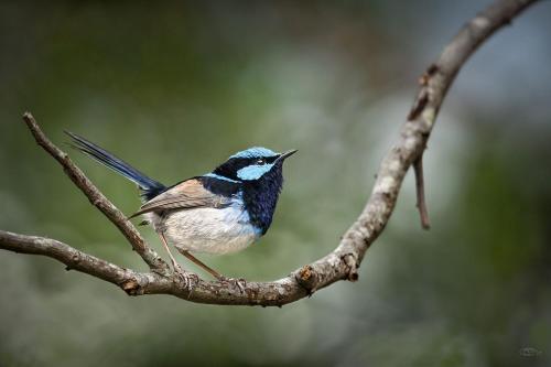 Animales en la casa o chalet o alrededores