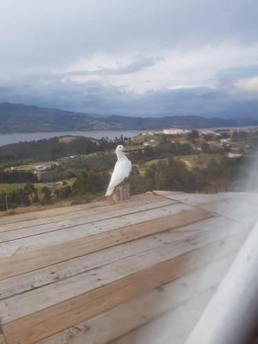 a white bird sitting on top of a roof at Glamping Wayra in Guatavita