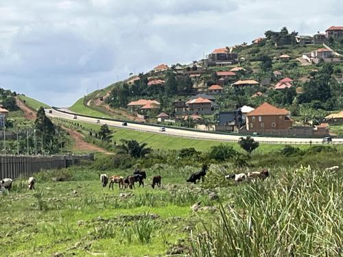 a group of animals grazing in a field next to a road at Captivating 3-Bed Villa in Bwebajja
