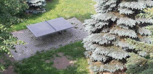 a park bench sitting next to a pine tree at Nature in Kraków