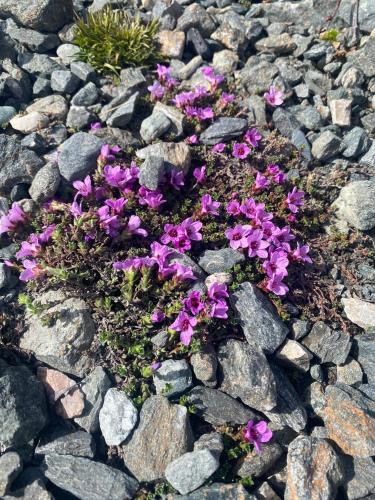 a bunch of purple flowers on some rocks at Trollvang, hytte med pool og sauna in Dovreskogen