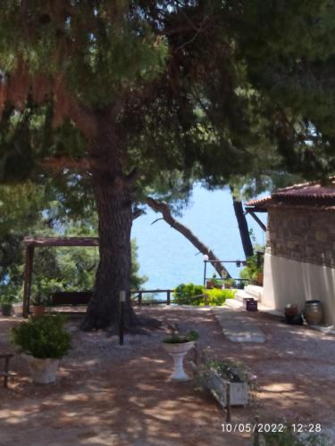a tree and a building with the ocean in the background at Pefkonas apartments2 100 m from the beach in Psakoudia