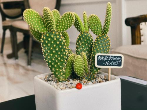a green cactus in a white pot with a sign at Nhật Phương Hotel in Hue