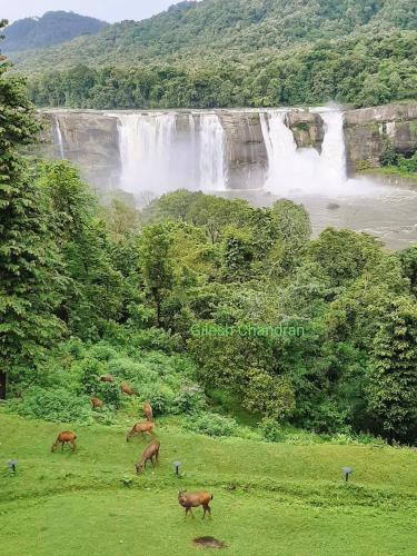 a group of horses grazing in a field in front of a waterfall at RAIN DROPS PREMIUM VILLAS - Athirappilly in Athirappilly