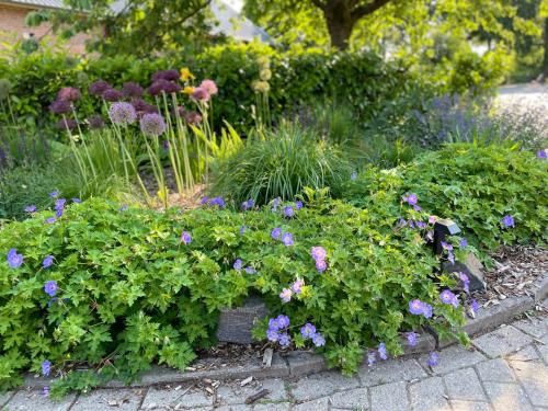 a garden with purple flowers and other plants at Weberhof - Münster 6 in Münster