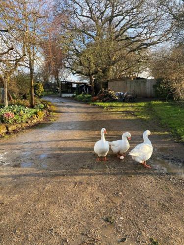 three white ducks walking down a road at Greenway Farm, Wembdon in Durleigh