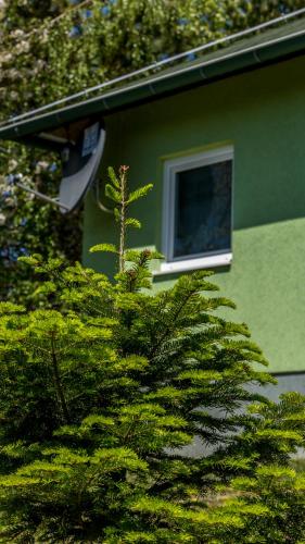 a tree in front of a green building with a window at Vikendica MRVICA in Bajina Bašta