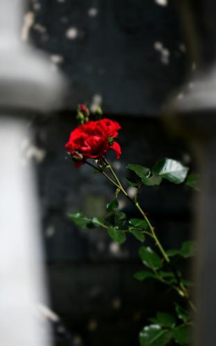 a red rose sitting on top of a plant at Apartment Marija Zupan in Rakovica
