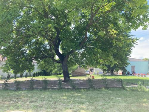 a large tree in a field next to a fence at Elvira Vendégház in Kisbodak