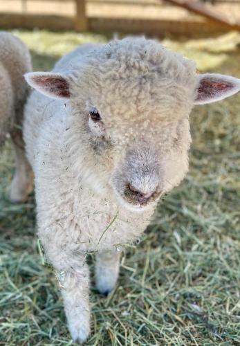キャンプ場の敷地内または近くにいる動物